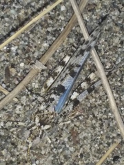 Sphingonotus personatus