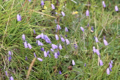 Campanula cespitosa