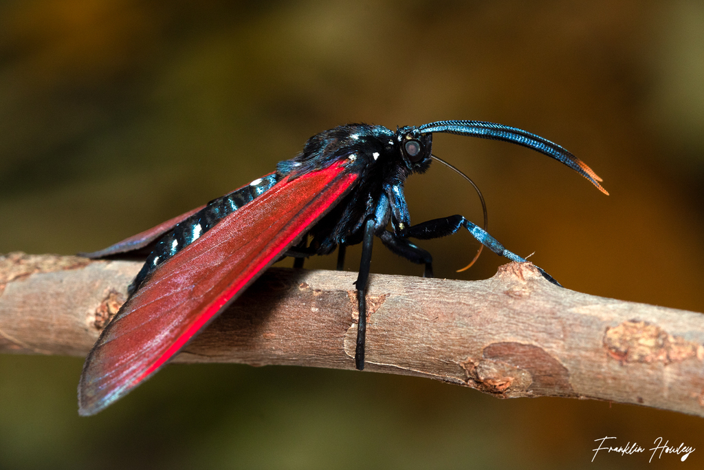 Spotted Oleander Moth