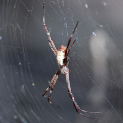 Argiope radon