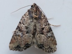 Mesapamea fractilinea