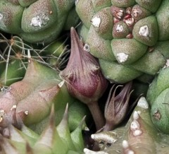 Huernia