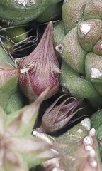 Huernia