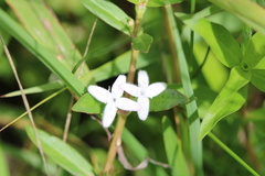 Diodia