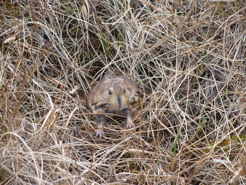 Richardson's Collared Lemming (Dicrostonyx richardsoni) — Least Concern Mammalia
