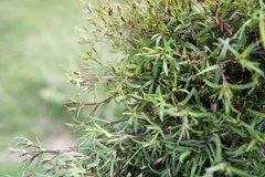 Stevia micrantha