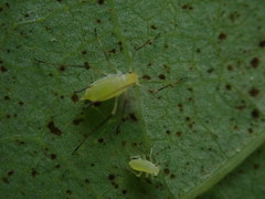 Illinoia liriodendri