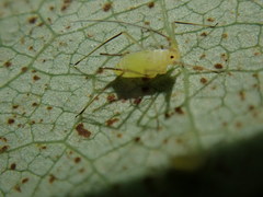 Illinoia liriodendri