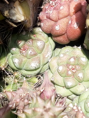 Huernia