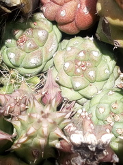 Huernia