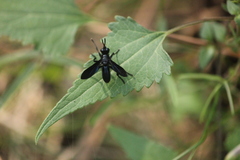 Penthosia satanica
