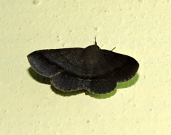 Lepidoptera