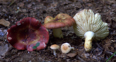 Russula turci