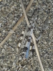 Sphingonotus personatus