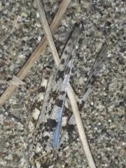 Sphingonotus personatus