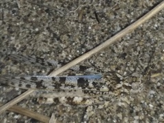 Sphingonotus personatus