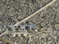 Sphingonotus personatus