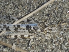 Sphingonotus personatus