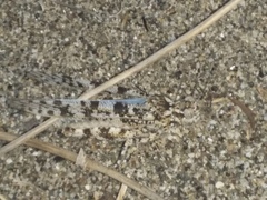 Sphingonotus personatus