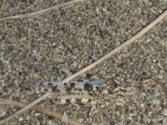 Sphingonotus personatus