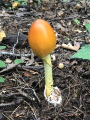 Amanita arkansana