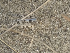 Sphingonotus personatus