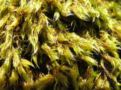 Racomitrium fasciculare