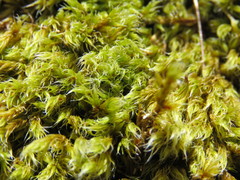 Racomitrium fasciculare