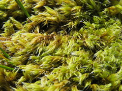 Racomitrium fasciculare