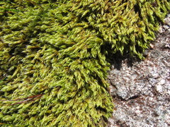 Racomitrium fasciculare