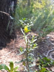 Lithospermum multiflorum