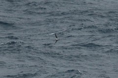 Pterodroma mollis