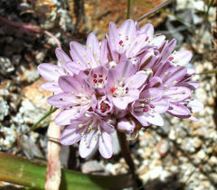 Allium cratericola