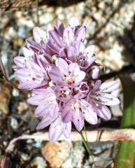 Allium cratericola