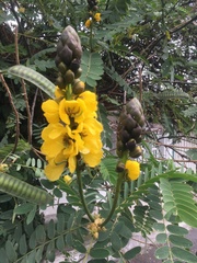 Senna didymobotrya