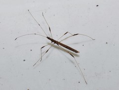 Neides aduncus