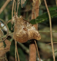 Selenophanes cassiope