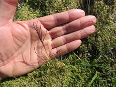 Festuca vivipara