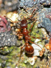 Myrmica rubra
