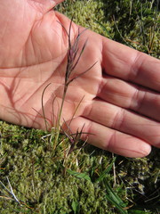 Festuca vivipara