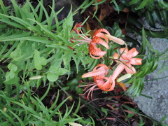 Lilium lancifolium