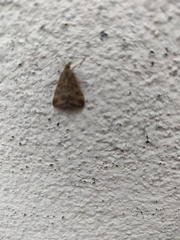 Pyrausta despicata