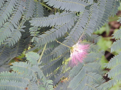 Albizia julibrissin