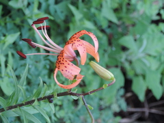 Lilium lancifolium