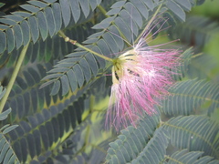 Albizia julibrissin