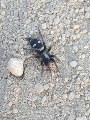 Poecilochroa