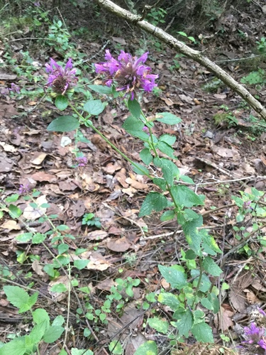 Image of Agastache mexicana by (c) Erick Vélez Sánchez, some rights reserved (CC BY)
