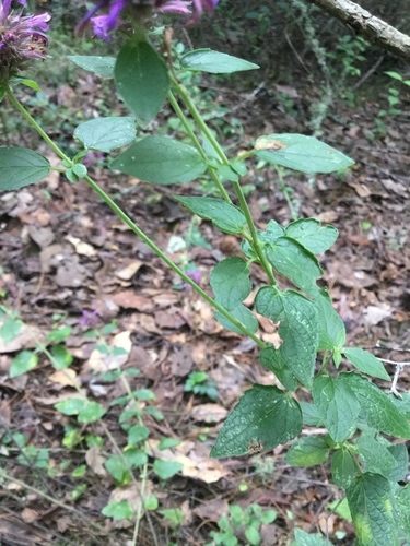 Image of Agastache mexicana by (c) Erick Vélez Sánchez, some rights reserved (CC BY)