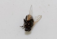 Musca osiris