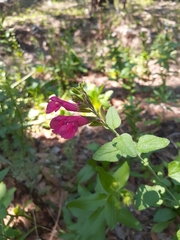 Salvia lemmonii